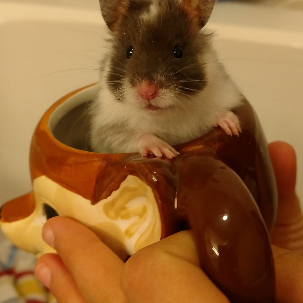 Meet your Posher, Judy